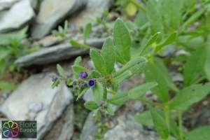 Asperugo procumbens (1)